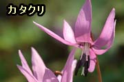 �J�^�N��